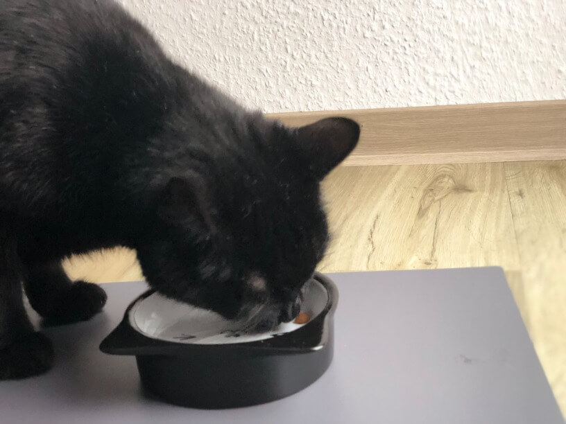 Hauskatze richtig füttern